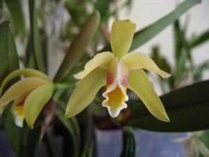 Cattleya luteola