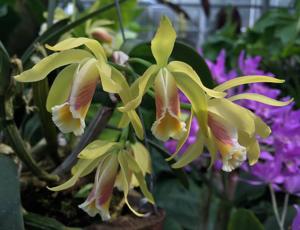 Cattleya luteola