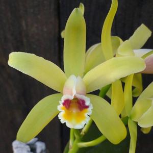 Cattleya luteola