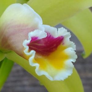 Cattleya luteola