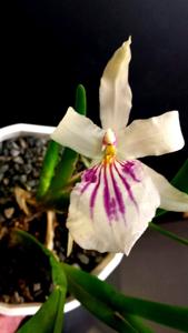 Miltonia spectabilis