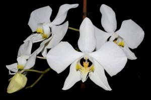 Phalaenopsis amabilis