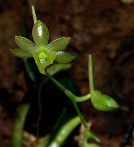 Lemurella culicifera