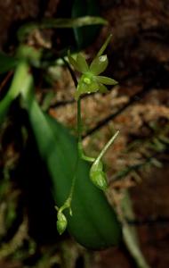 Lemurella culicifera