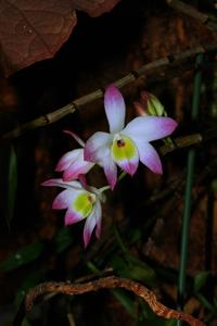 Dendrobium vietnamense