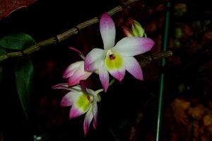 Dendrobium vietnamense