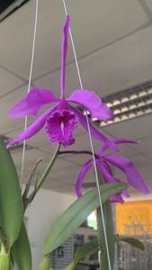 Cattleya maxima