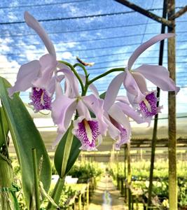 Cattleya maxima