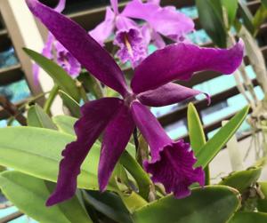 Cattleya maxima