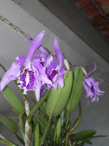 Cattleya maxima