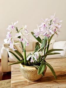 Cattleya maxima