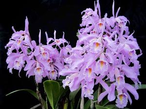 Cattleya maxima