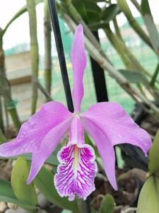 Cattleya maxima