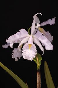 Cattleya maxima