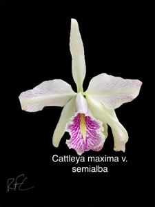 Cattleya maxima