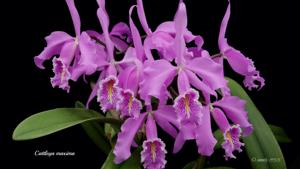 Cattleya maxima