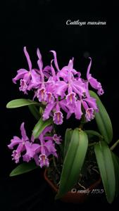 Cattleya maxima