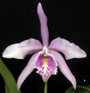 Cattleya maxima