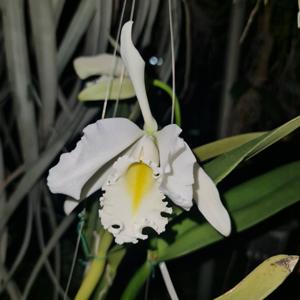 Cattleya maxima f. alba