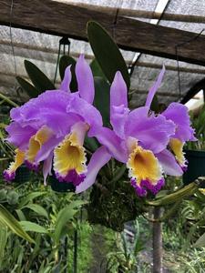 Cattleya mendelii