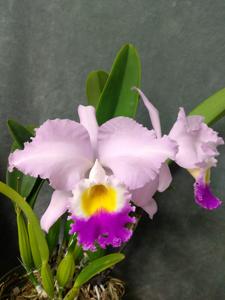 Cattleya mendelii