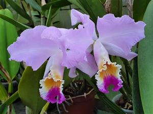 Cattleya mendelii