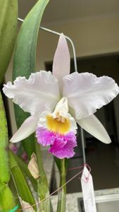 Cattleya mendelii