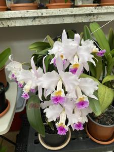 Cattleya mendelii