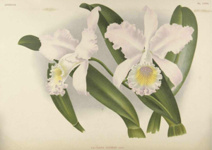 Cattleya mendelii