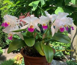 Cattleya mendelii