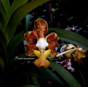 Vanda sumatrana