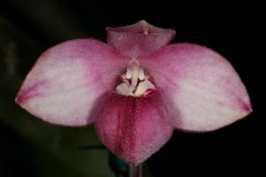 Phragmipedium fischeri