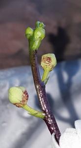 Sarcochilus fitzgeraldii