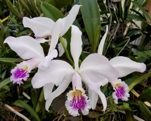 Cattleya mossiae