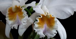 Cattleya mossiae