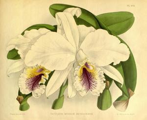 Cattleya mossiae