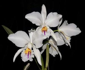 Cattleya mossiae