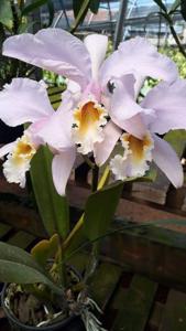 Cattleya mossiae