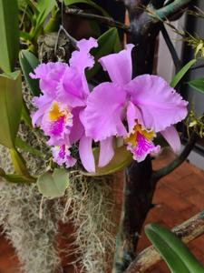 Cattleya mossiae