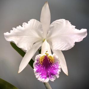 Cattleya mossiae