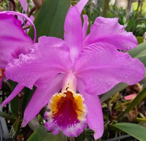 Cattleya mossiae