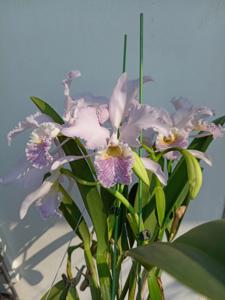 Cattleya mossiae