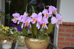 Cattleya mossiae