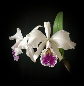 Cattleya mossiae