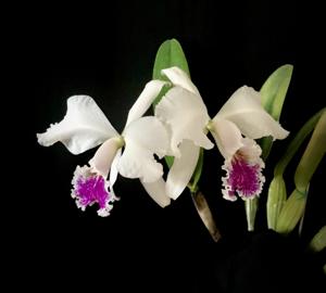 Cattleya mossiae