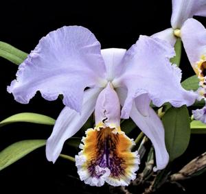 Cattleya mossiae