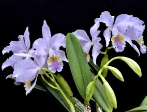 Cattleya mossiae