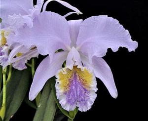 Cattleya mossiae