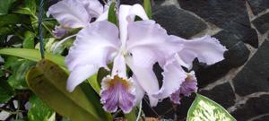 Cattleya mossiae