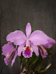 Cattleya mossiae